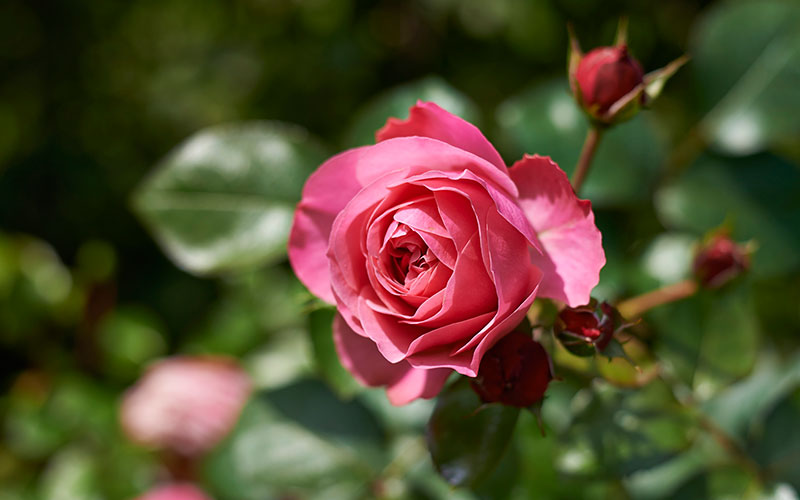 rose-detail