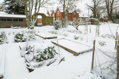 Vegetable garden in winter snow