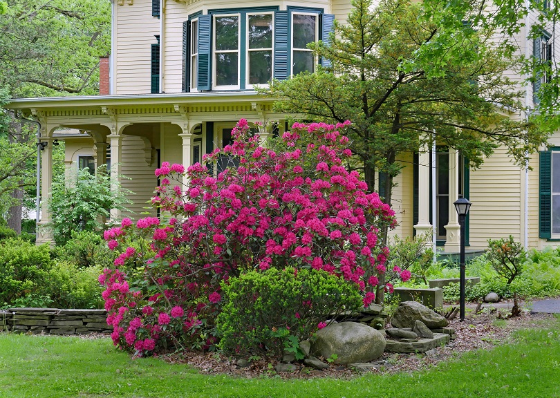 Rhododendron im schattigen Vorgarten